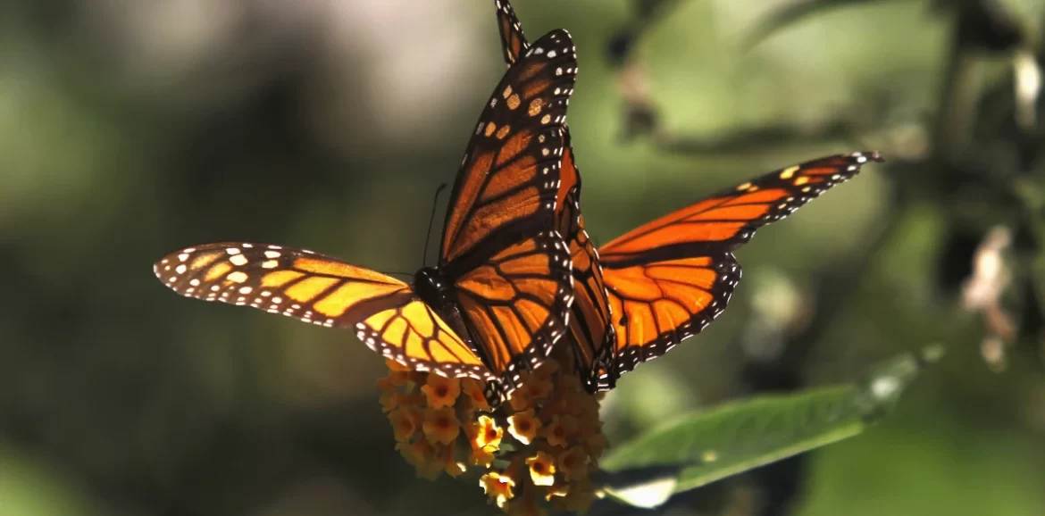 What Love Really Means: It’s More Than Butterflies and Beautiful Words