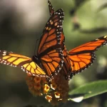 What Love Really Means: It’s More Than Butterflies and Beautiful Words