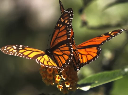 What Love Really Means: It’s More Than Butterflies and Beautiful Words